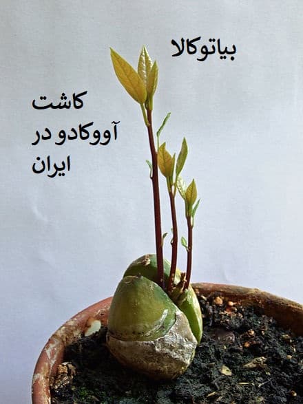 کاشت درخت اووکادو در ایران